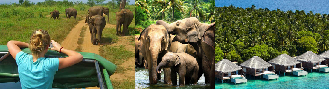 elephant in sri lanka
